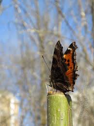 Attēlu rezultāti vaicājumam “Nymphalis xanthomelas upperside”