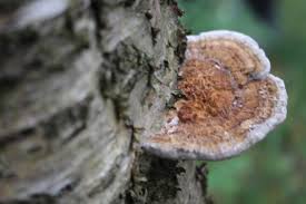 Attēlu rezultāti vaicājumam “Daedaleopsis confragosa”