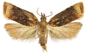 Attēlu rezultāti vaicājumam “Platyptilia sp.”