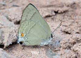 Attēlu rezultāti vaicājumam “Theclinae”