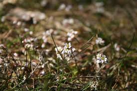Attēlu rezultāti vaicājumam “Erophila verna flower”