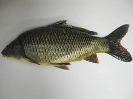 Image result for Carpiodes cyprinus