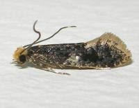 Attēlu rezultāti vaicājumam “Monopis weaverella”