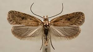 Attēlu rezultāti vaicājumam “Agonopterix hypericella imago”