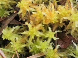 Attēlu rezultāti vaicājumam “Sphagnum contortum”
