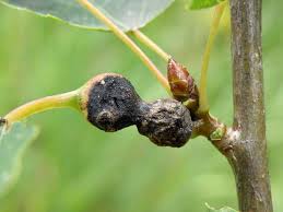 Attēlu rezultāti vaicājumam “Contarinia petioli”