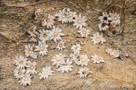 Attēlu rezultāti vaicājumam “Diderma rufostriatum sessile”