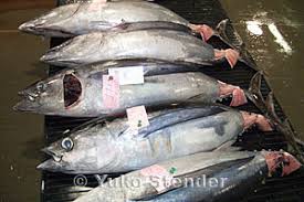 Image result for Thunnus alalunga