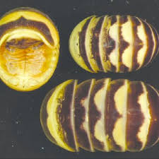 Attēlu rezultāti vaicājumam “Craspedosoma rawlinsi”