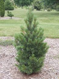 Image result for Pinus cembra