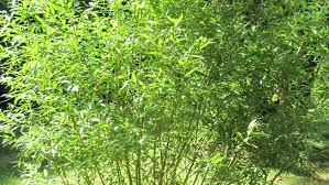 Attēlu rezultāti vaicājumam “Salix triandra”