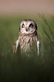 Attēlu rezultāti vaicājumam “Asio flammeus”