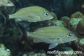 Image result for Haemulon album