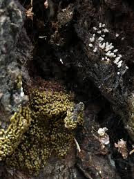 Attēlu rezultāti vaicājumam “Arcyria cinerea stalked”