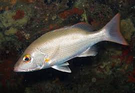 Image result for Lutjanus mahogoni