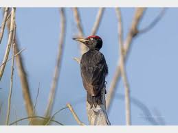 Attēlu rezultāti vaicājumam “Dryocopus martius”
