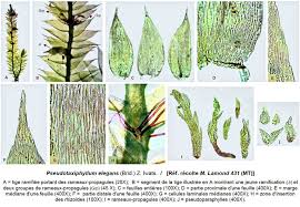 Attēlu rezultāti vaicājumam “Pseudotaxiphyllum elegans”