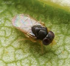 Attēlu rezultāti vaicājumam “Aphodius sp. imago”