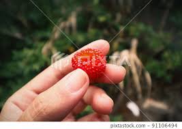 Attēlu rezultāti vaicājumam “Rubus illecebrosus”