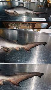 Image result for Odontaspis ferox