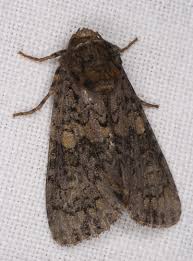 Attēlu rezultāti vaicājumam “Craniophora ligustri imago”