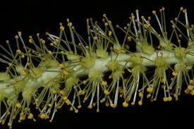 Attēlu rezultāti vaicājumam “Salix triandra male flower”