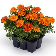 Image result for Tagetes patula