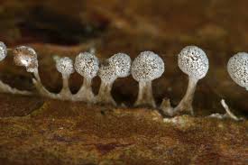 Attēlu rezultāti vaicājumam “Phleogena faginea”