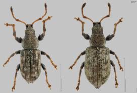 Attēlu rezultāti vaicājumam “Phyllobius”