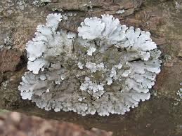 Attēlu rezultāti vaicājumam “Parmelina tiliacea”