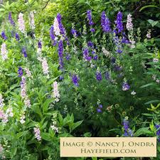 Image result for Consolida ajacis oder Consolida regalis