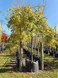 Attēlu rezultāti vaicājumam “Fraxinus excelsior Pendula fruit”