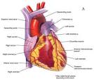 Symptoms of High Cholesterol Problems That You Should Notice ...
