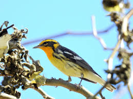 Image result for Dendroica fusca