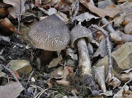 Attēlu rezultāti vaicājumam “Trichia alpina”