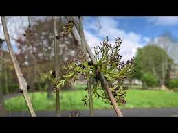 Attēlu rezultāti vaicājumam “Fraxinus excelsior Pendula bud”