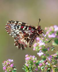 Attēlu rezultāti vaicājumam “Satyrium ilicis underside”