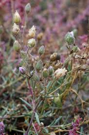 Attēlu rezultāti vaicājumam “Spergularia marina bud”