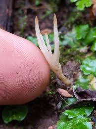 Attēlu rezultāti vaicājumam “Tremellodendropsis tuberosa”