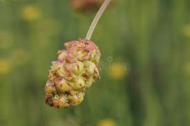Attēlu rezultāti vaicājumam “Poterium sanguisorba flower”