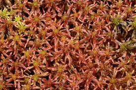 Attēlu rezultāti vaicājumam “Sphagnum russowii”