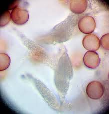 Attēlu rezultāti vaicājumam “Badhamiopsis macrospora”