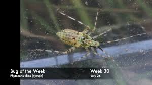 Attēlu rezultāti vaicājumam “Closterotomus biclavatus nymph”