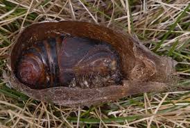 Attēlu rezultāti vaicājumam “Saturnia pavonia eggs”