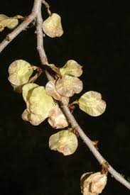 Attēlu rezultāti vaicājumam “Ulmus laevis fruit”