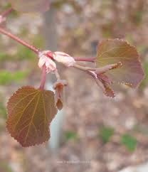 Attēlu rezultāti vaicājumam “Cercidiphyllum japonicum flower”