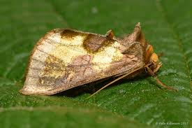 Attēlu rezultāti vaicājumam “Diachrysia tutti”