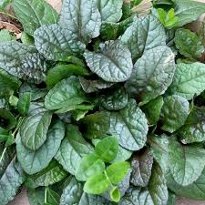 Attēlu rezultāti vaicājumam “Ajuga reptans bud”