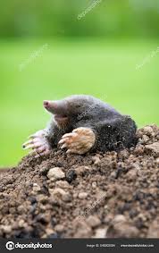 Attēlu rezultāti vaicājumam “Talpa europaea”