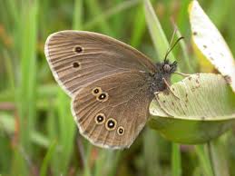 Attēlu rezultāti vaicājumam “Aphantopus hyperantus”